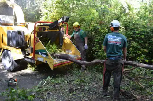 tree services River Grove